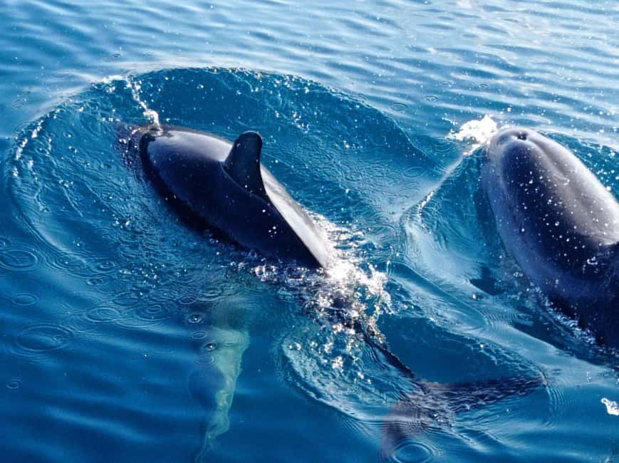 Sunset tour in search of dolphins with aperitif - The search for dolphins offshore