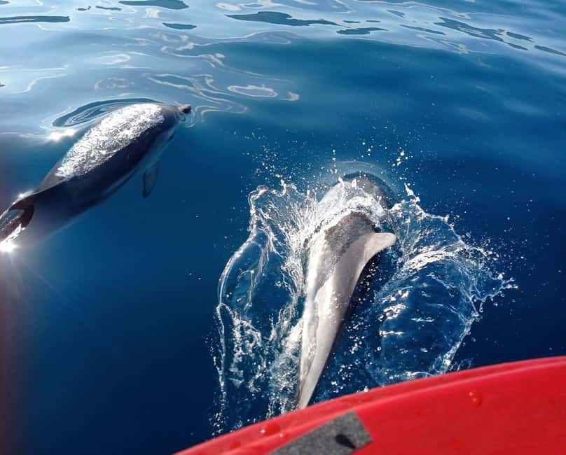 Sunset tour in search of dolphins with aperitif - Sunset, music, and the ride back