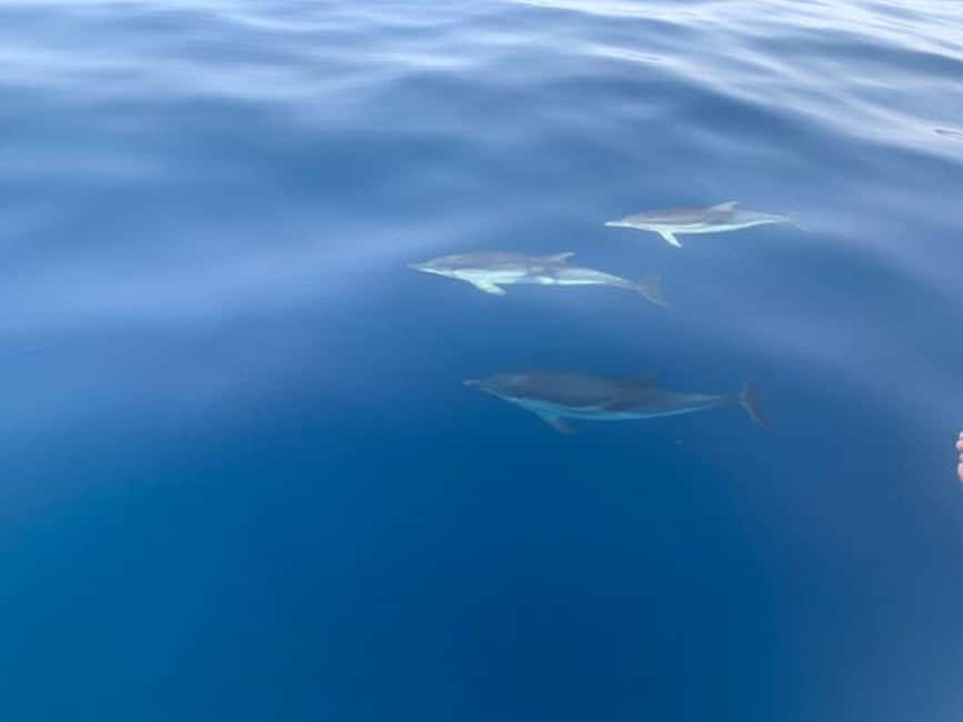 Sunset tour in search of dolphins with aperitif - Meeting Antonio in Giardini Naxos