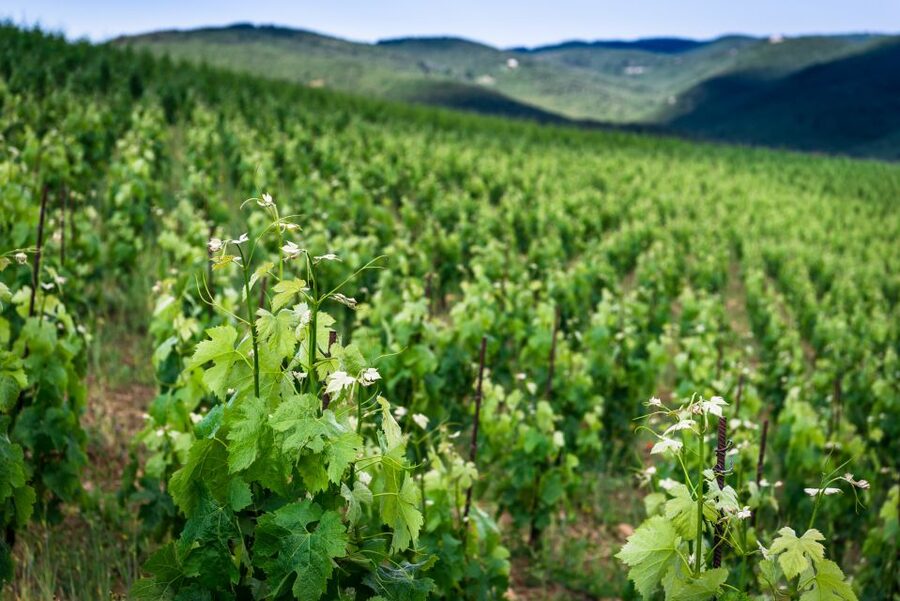 Total Immersion Wine Tour in Chianti - Should you book it?