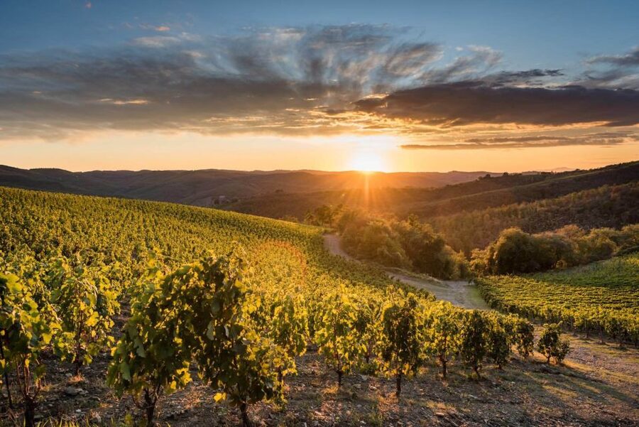 Total Immersion Wine Tour in Chianti - Walking through an organic vineyard