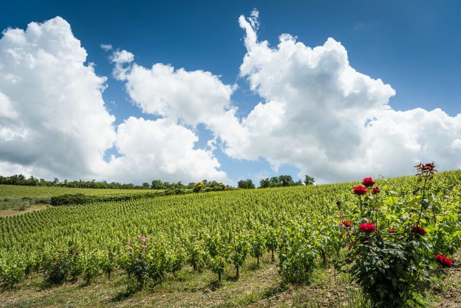 Total Immersion Wine Tour in Chianti - A useful mini course in tasting wine