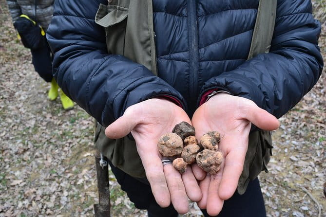 Truffle Hunting Experience with Lunch in San Miniato - The social side of the small group