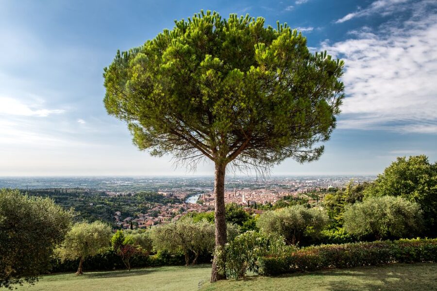 Verona: Wine Tasting with Snacks and Panoramic Views - Who will enjoy Corte San Mattia most?