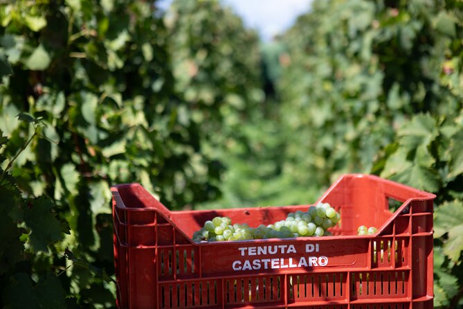 Wine tasting THE CLASSICS - What the two-hour schedule feels like